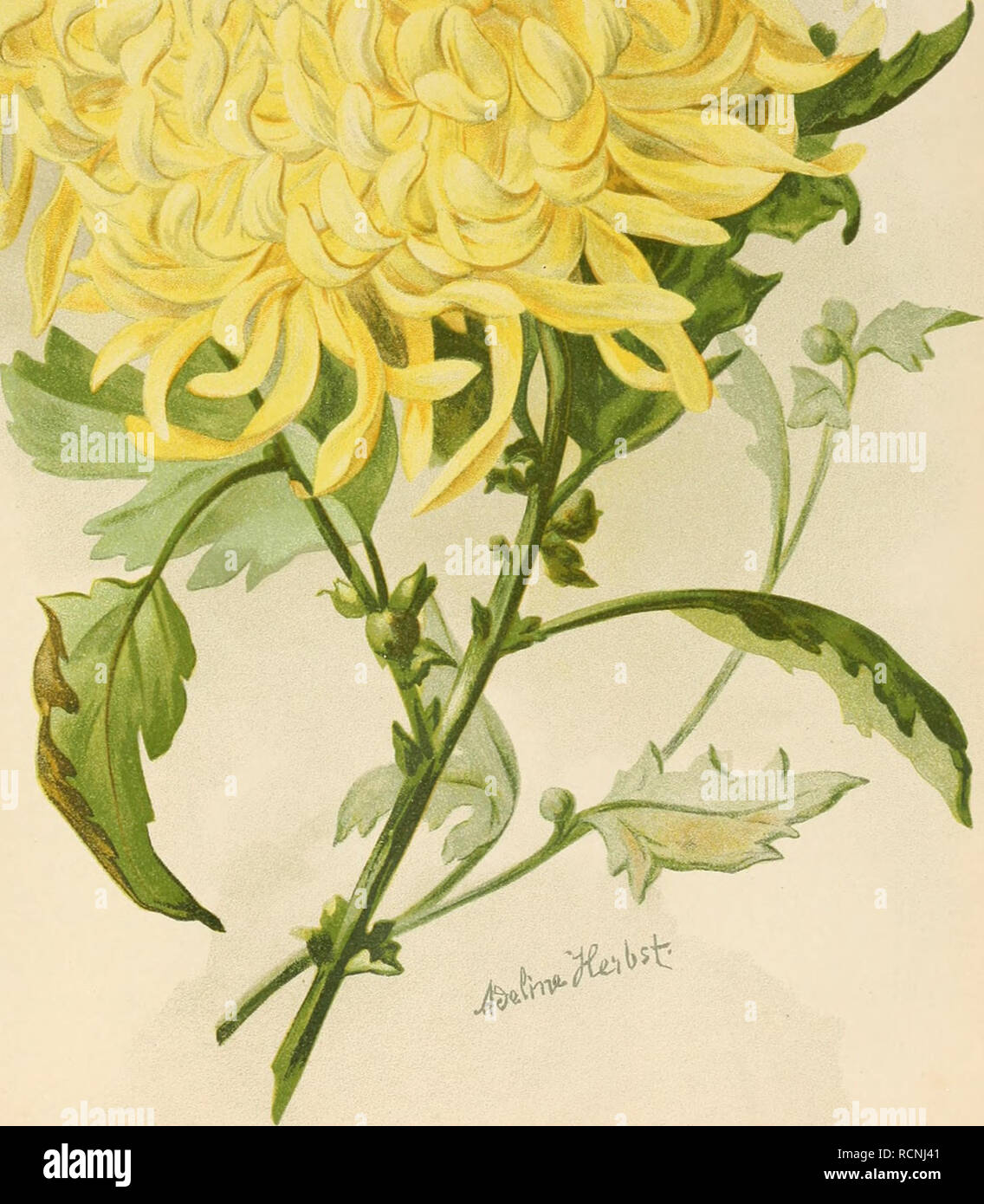 . Die Gartenwelt. Gardening. ,,Die Gartenwelt&quot;, Jahrgang ni. /. L)ih.AtKl. V- Walter Malier. Gera. Chrysanthemum indicum „EHEINGOLD&quot; (Neuheit für 1899). Verla!' vou Gustav .Schmidt io Berlin, S. W. 46.. Please note that these images are extracted from scanned page images that may have been digitally enhanced for readability - coloration and appearance of these illustrations may not perfectly resemble the original work.. Berlin : G. Schmidt Stock Photo