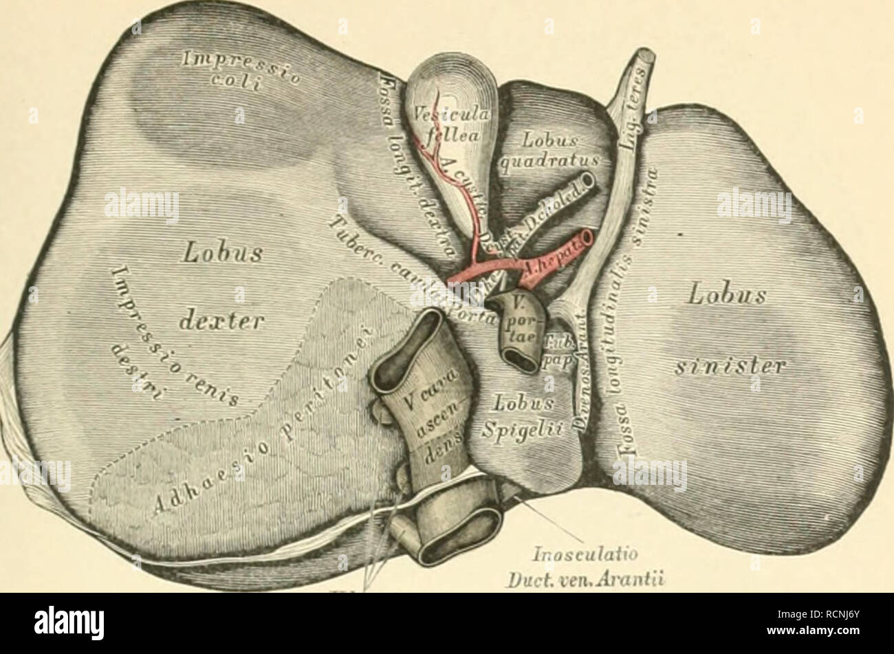 Die Descriptive Und Topographische Anatomie Des Menschen Anatomy 269 V Hipai 402 Die Leber Hepar Ansicht Von Unten Wird Jede Der Langsfurchen In Zwei Theile Getheilt Die Rechte Langsfurche Tragt Abschnitte