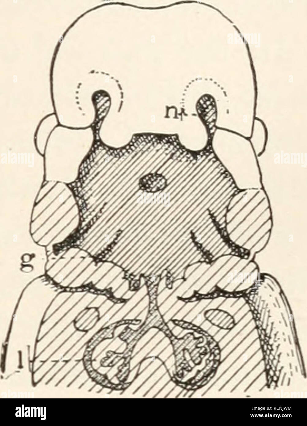. Elements of comparative zoology. Zoology. VERTEBRATES. 309. FIG. 116.—Human embryo (after Hertwig), with the floor of mouth and throat removed, to show the rudimentary gill- slits, g. I, lung; n, nos- tril, still connected with the mouth. apparently but a single slit externally. A little con- sideration will show that there is little real modification. In the anu- rous Amphibia a similar fold is found, but this unites again with the body-wall behind the gills, thus enclosing the external openings in an atrium, with but a single open- ing to the exterior (p. 337). In the Sauropsida and mammal Stock Photo