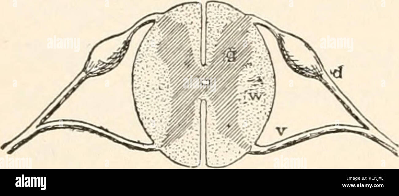 Dorsal Nerve Root High Resolution Stock Photography And Images Alamy