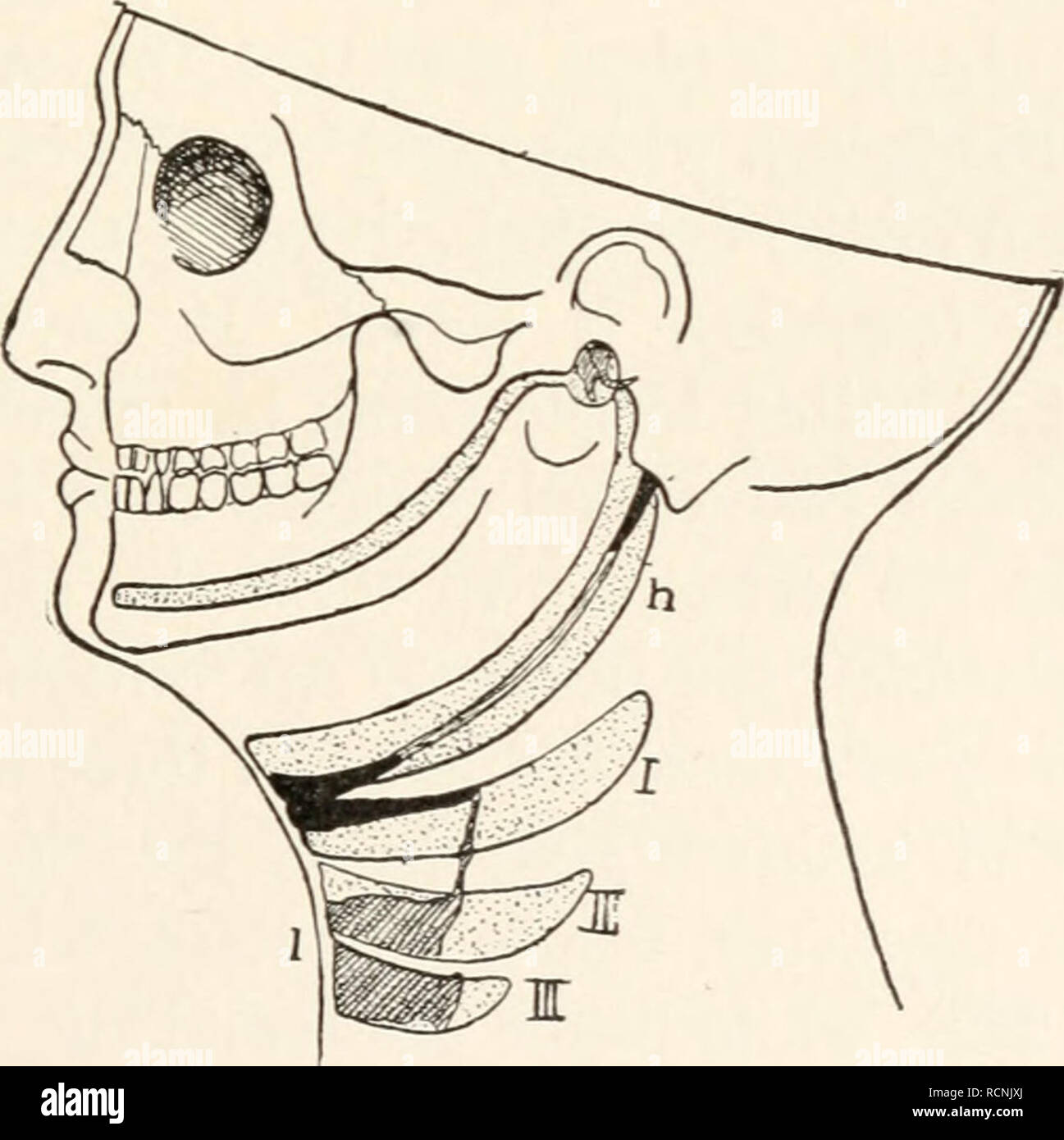 Internal Cod Head Dissection . Elements of comparative zoology. Zoology. FIG. 105.—Skull of cod ...