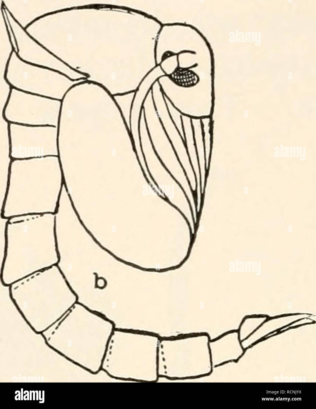 Pre pupa hi-res stock photography and images - Alamy