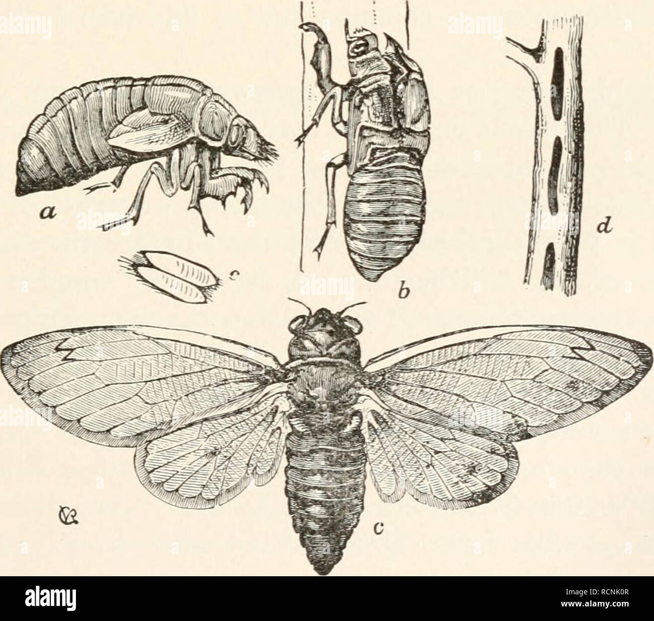 . Elements of comparative zoology. Zoology. IXSECTS. 259 those familiar forms which have no other common name than 'stink-bug.' No one who has ever taken into his mouth a berry over which one of these animals has trav- elled can doubt the appropriateness of the name. How- ever, these bugs are not alone in their malodorous qualities; many others, like the squash-bug and bedbug, also secrete a strong-smelling fluid, which of course protects them from birds and other insect-eating animals. Among the HOMOPTERA the cicadas come first. One of these, the 'dog-day locust' (it is not a locust at all),  Stock Photo