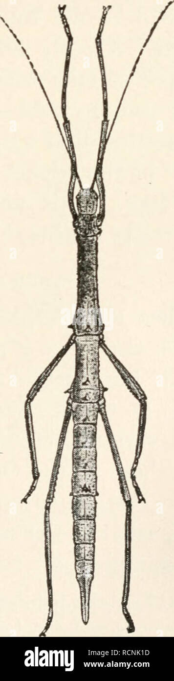 Molting Graph Insect . Elements of comparative zoology. Zoology. INSECTS. 245 process of ...