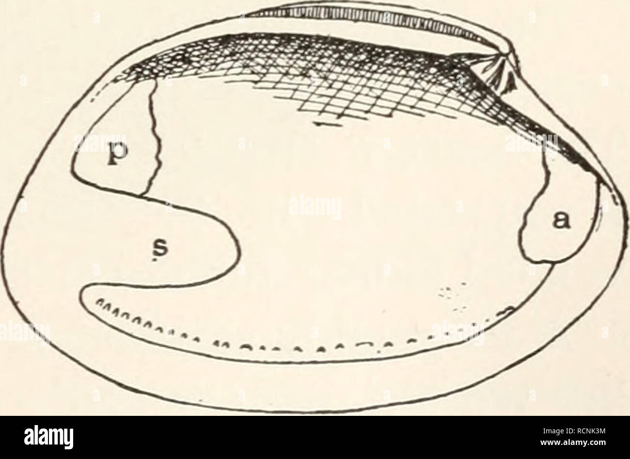 . Elements of comparative zoology. Zoology. FIG. 41.—Quahog (Venus