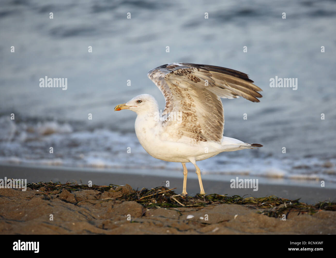 By the sea a big seagull with long legs and open wings on the sandy beach  Stock Photo - Alamy