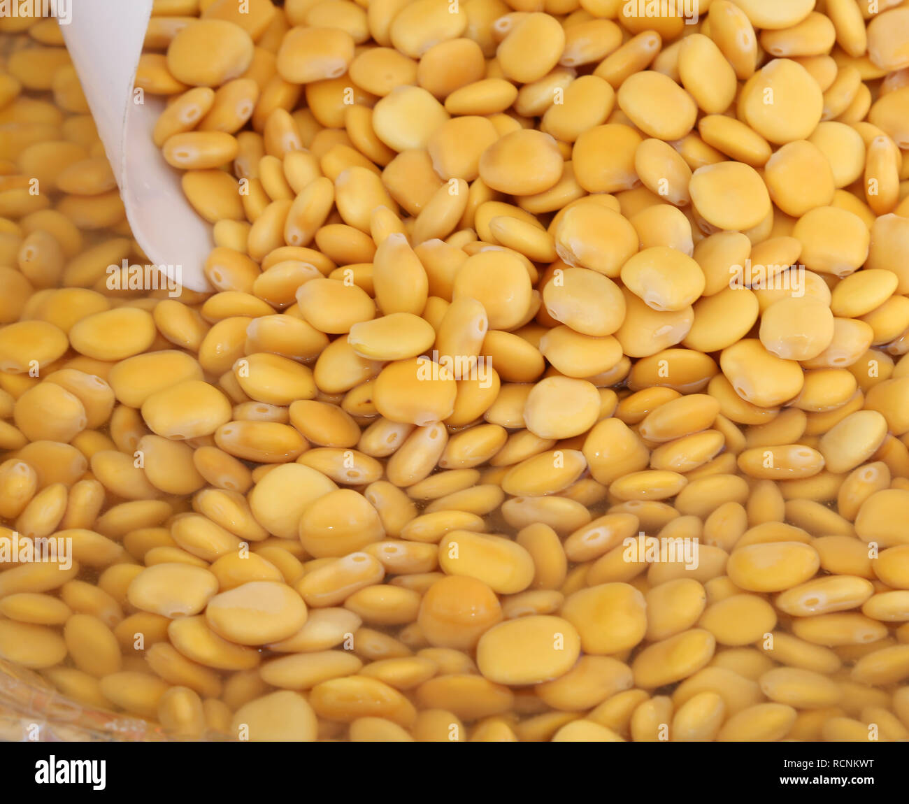 many yellow Lupinus albus beans also called white lupin pickled in