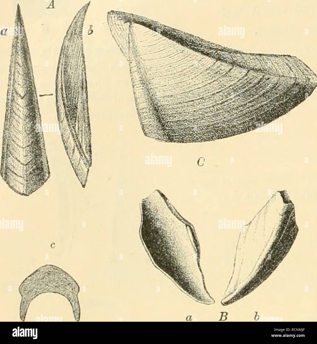 . Die crustaceen der b©hmischen kreideformation. Crustacea, Fossil
