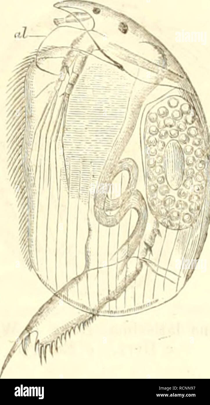 . Die Cladoceren BÃ¶hmens. Cladocera; Crustacea. 89. Der KÃ¶rper ist