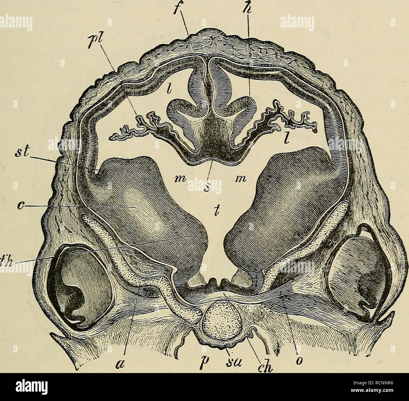 . The elements of embryology. Embryology; Embryology. XII.] THE ...