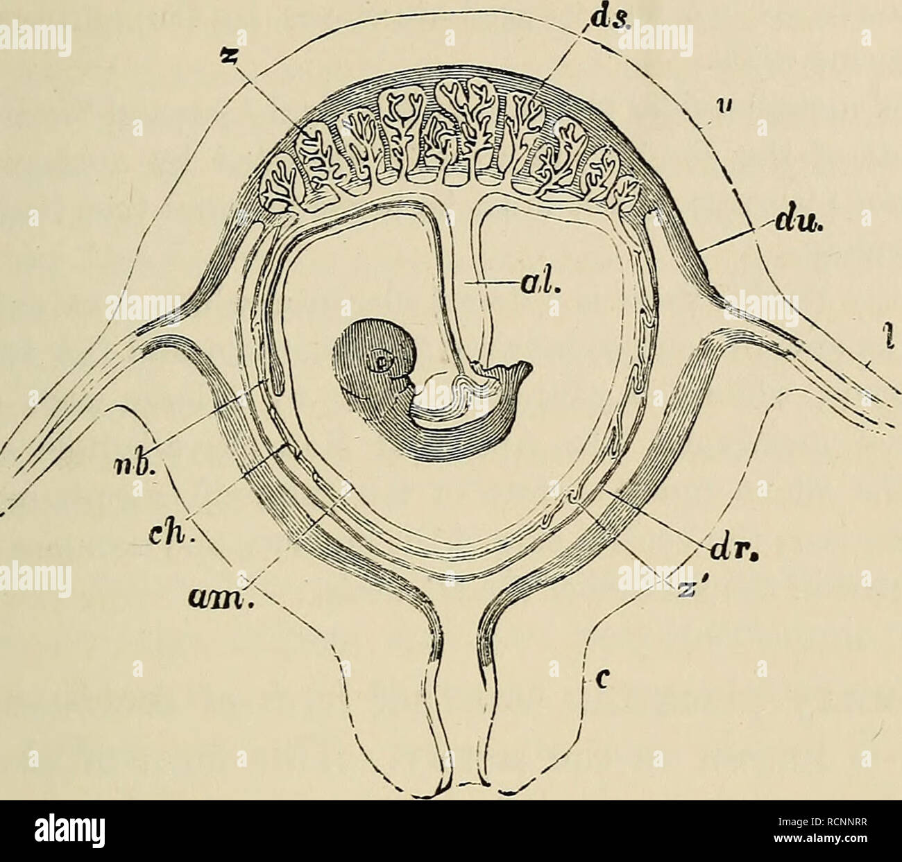 . The elements of embryology. Embryology; Embryology. XL] THE CHORION. Fig. 117. 357. Diagrammatic Section of Pregnant Human Uterus with CONTAINED FcETUS. (From Huxley after Longet.) &lt;il. allantoic stalk; nh. umbilical vesicle; am. amnion; ch. cho- rion ; ds. decidua serotina; du. decidua vera; dr. decidua reflexa; I. fallopian tube ; c. cervix uteri; u. uterus; z. foetal villi of true placenta; /. villi of non-placental part of chorion. The placenta has a somewhat discoidal form, with a slightly convex uterine surface and a concave embryonic surface. At its edge it is continuous both with  Stock Photo