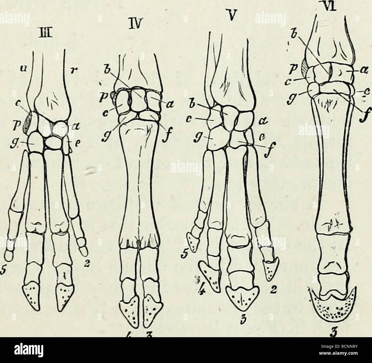 Elements Of Comparative Anatomy 4 3 Fig 268 Skeleton Of The Manus Of Various Mammals I Man 71 Dog Ill Vig Iv Ox V Tapir Vi Horse R Eadius U