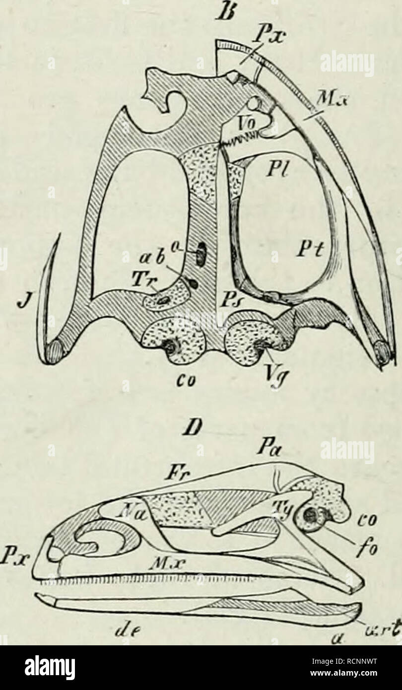 Elements Of Comparative Anatomy Fig 216 Skull Of The Frog A From Above B From Below C From Behind D From The Side In A And B The Covering Bones