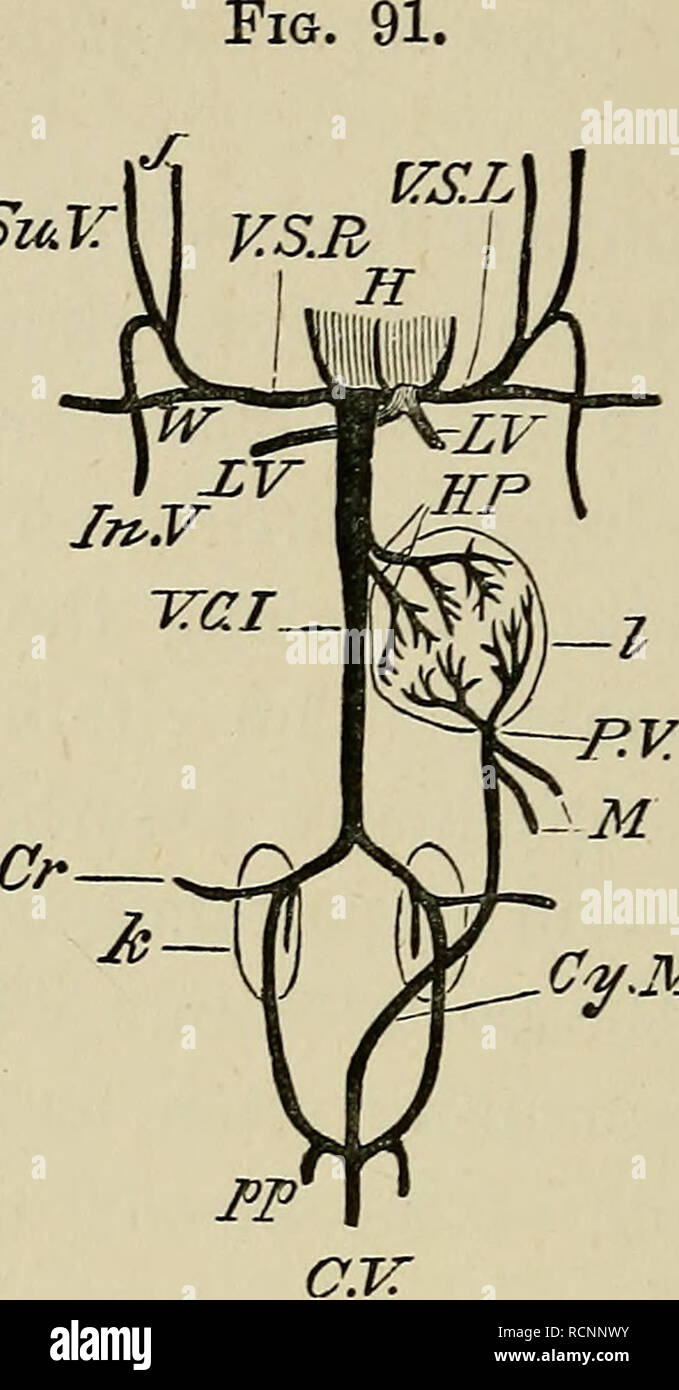 The Elements Of Embryology Embryology Embryology 290 The Sixth Day Chap Su L Cy M Diagram Of The Venous Circulation Of The Chick After The Commencement Of Eespiration By Means Of The Lungs