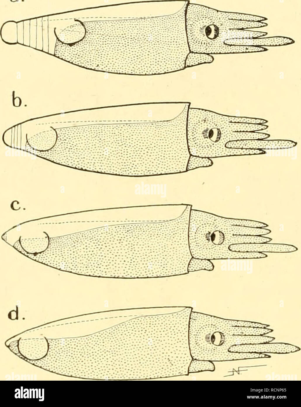 . Die Cephalopoden, I. Teil. Cephalopoda; Mollusks; genealogy. IV