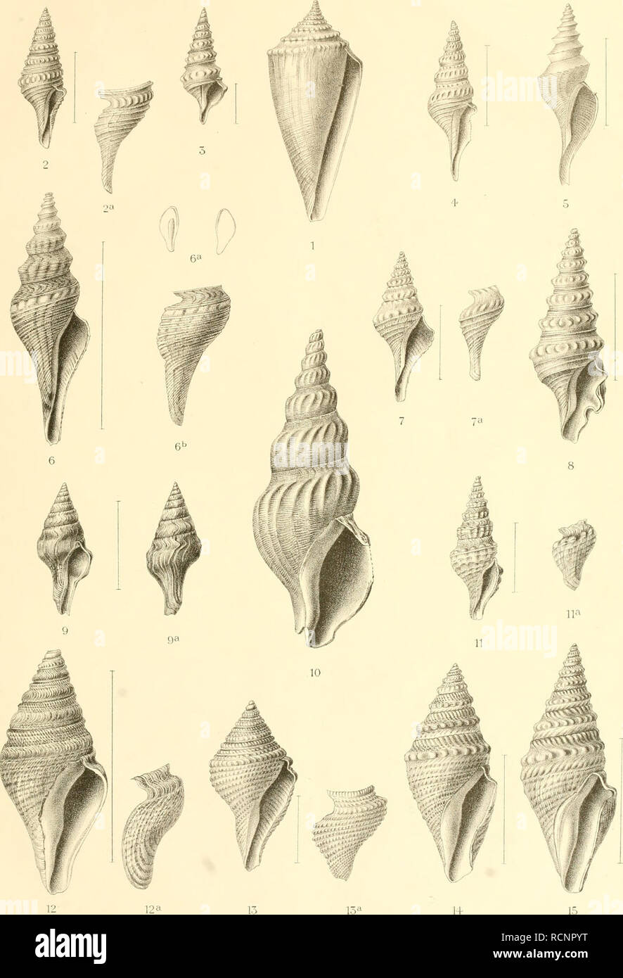. Die beschalten Gasteropoden der deutschen Tiefsee-Expedition, 1898-1899. Gastropoda. DEUTSCHE TIEFSEE-EXPEDITION 1898-99. Bd. 11. v. MARTENS : BESCHAITE GASTROPÜDEN TAF.I.. .- y ^j.ir^icpj. &gt;jiz Tflf 7 ^!th .-.r::t:'''.^'tr-st-itiuiUi: rraJunin'''J': 1. Conus torquatus. — 2. Pleurotoma gemmulina. — 3. PL rotatilis. — 4. Surcula exstructa. — 5. Leucosyrinx crispulata. — 6. Surcula circumstricta. — 7. Brachytoma subsuturalis. — 8. Drillia bisinuata. — 9. Clavatula subspirata. 10. Pontothatima Chuni. — 11. Drillia sesquitertia. — 12. Genota atractoides. — 13. G. bitorquata. — 14. G. fissa.  Stock Photo