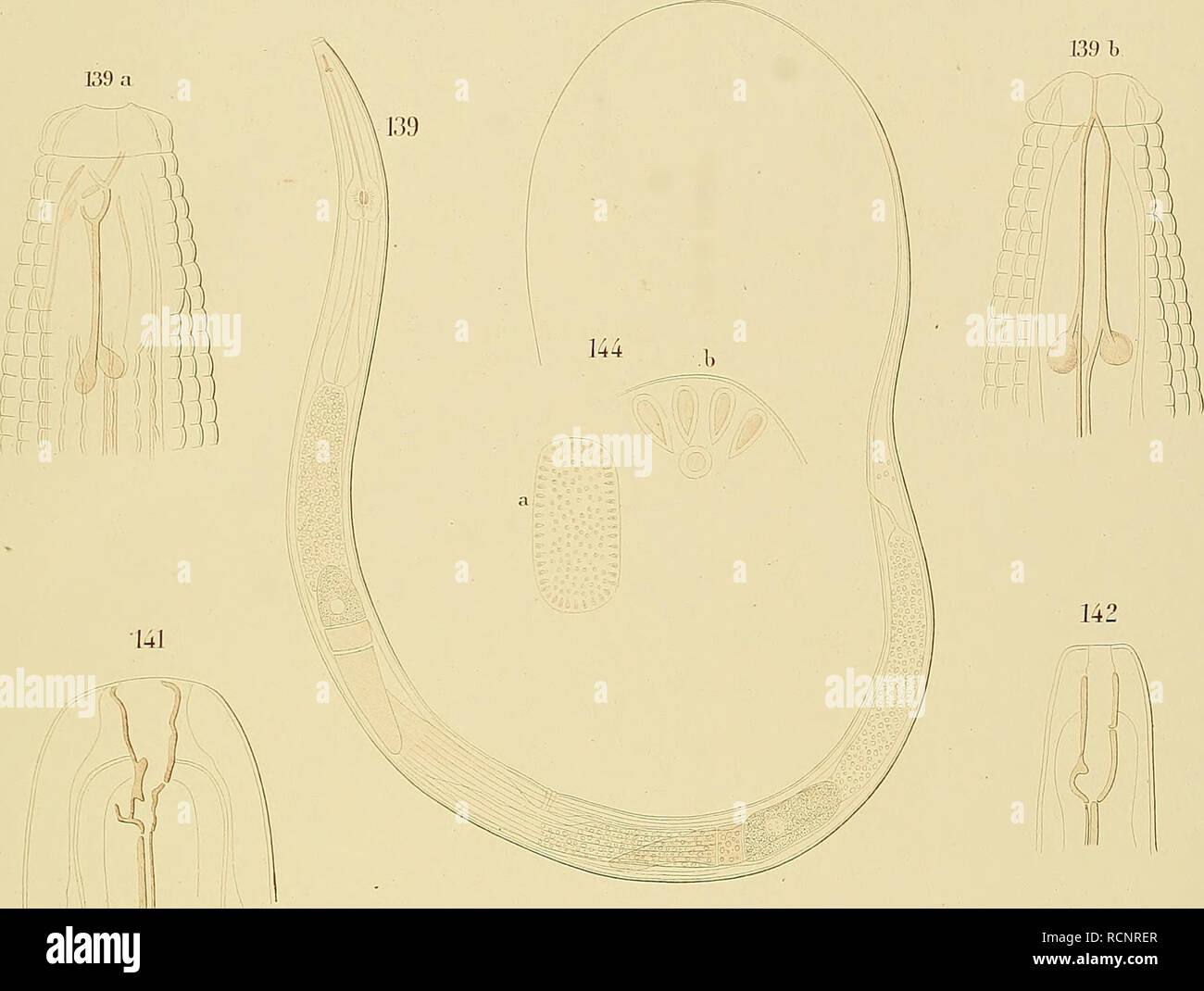 Nematoden High Resolution Stock Photography And Images Alamy