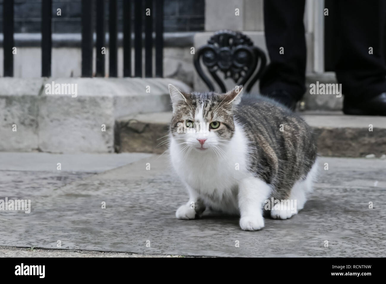 Larry, the Downing Street Cat Stock Photo - Alamy