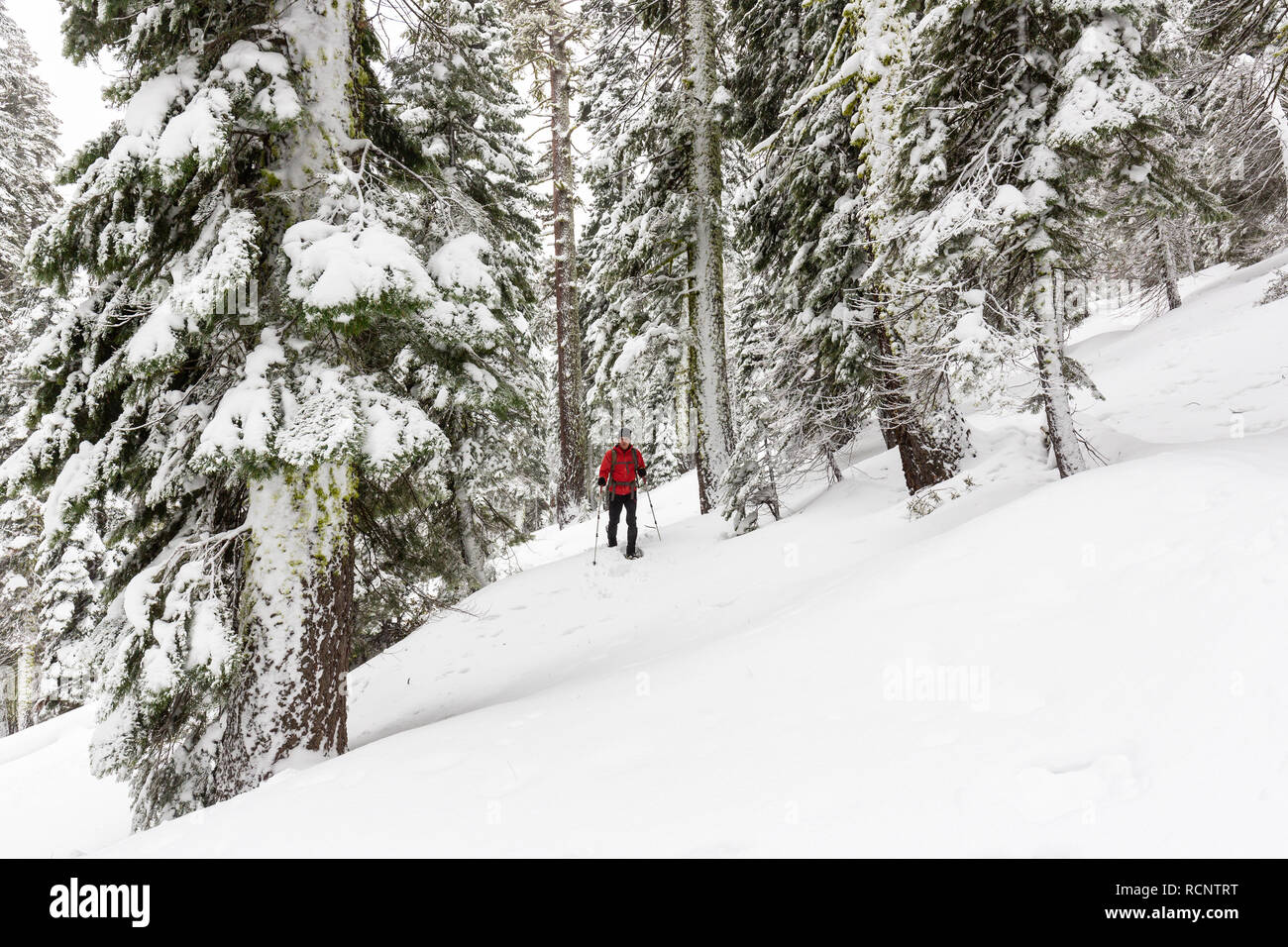 A snowshoer hikes through fresh snow, making first tracks between snow-covered trees in Eldorado National Forest. Stock Photo