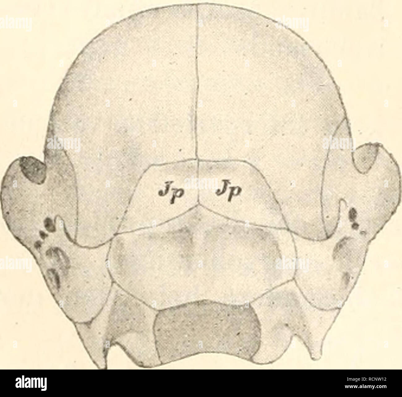 Arten von tamandua hires stock photography and images Alamy