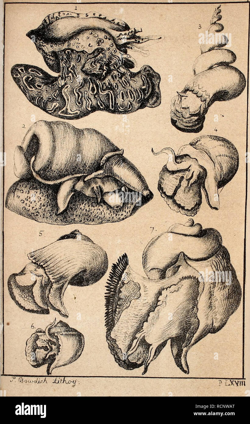 Thomas edward bowdich hires stock photography and images Alamy