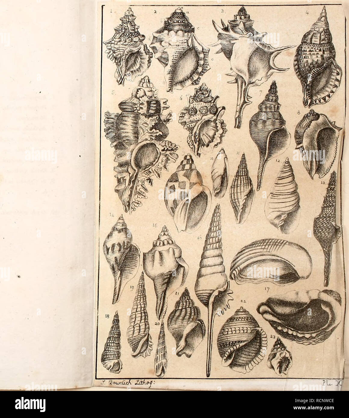. Elements of conchology : including the fossil genera and the animals. Mollusks; Mollusks, Fossil. PLATE X. Manx lampas. Tritonia. Brandaris. Tritonia Allaniica, Monlf Murex frondescens. Ranella Buffonia. Fusus. I. Pyrula meUmgena. I. Eburna areolata. I. Ancilkiria cinamomea. 1. Mitra. 12. Ffiwrndella dolabfola 13. pleurotoma tigrina. [4. fasciolaria lulipa. (5, Tiirbinelk scolyma. 16. Rostdlaria subulala. (J. Conchoiepas Peruviana. (S. Potamides l.amarkii. |9. Ccrilhium. 20. Tercbm lanceo/ala. 21. Buccinum uadalum. 22. flo/iBM varicgatum. 23. Ato&quot; ThersiU,. Please note that these images Stock Photo