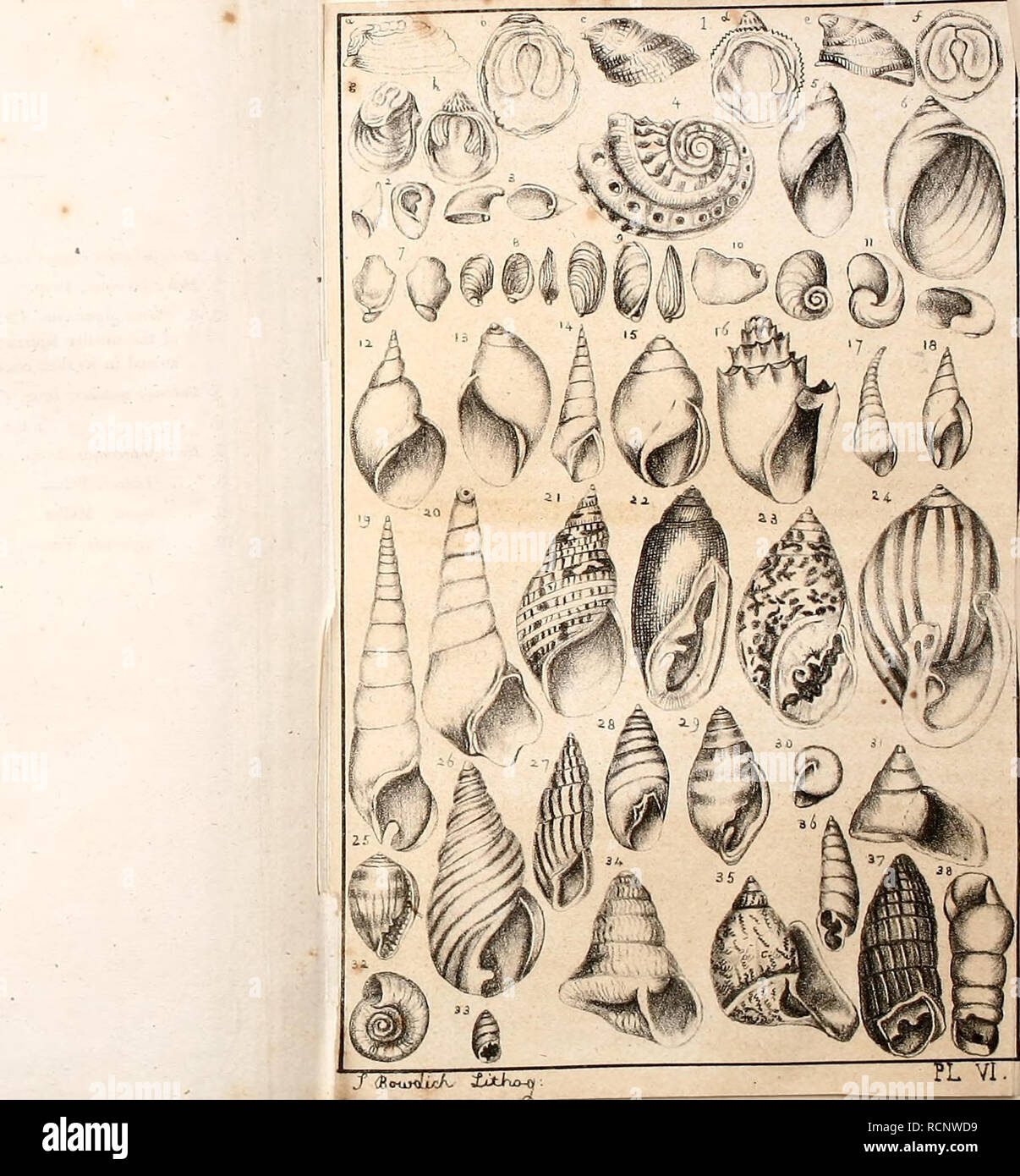 . Elements of conchology : including the fossil genera and the animals. Mollusks; Mollusks, Fossil. PLATE VI. . Hipponyx cornucopias. Defr. a. In profile, 1-2. b. Shewing the support within, 1-2. c. In profile, without the support, 1-2. I d. Seen within. e. On its support, as it was found. f. The support seen within. g. Hipponyx mitrala, Defr. a recent shell, with its support. Jt. Hipponyx cornucopia?, shewing the mouth. 2. Plectrophorus costalus, Feruss. 3. . orbignii, Feruss. 4. Padollus scalaris, Leach. 5. Ambrettc Succinea, Drap. (Amphibidima, Lain.) 6. Amphibiduna, Lam. 7. Testacellus am Stock Photo
