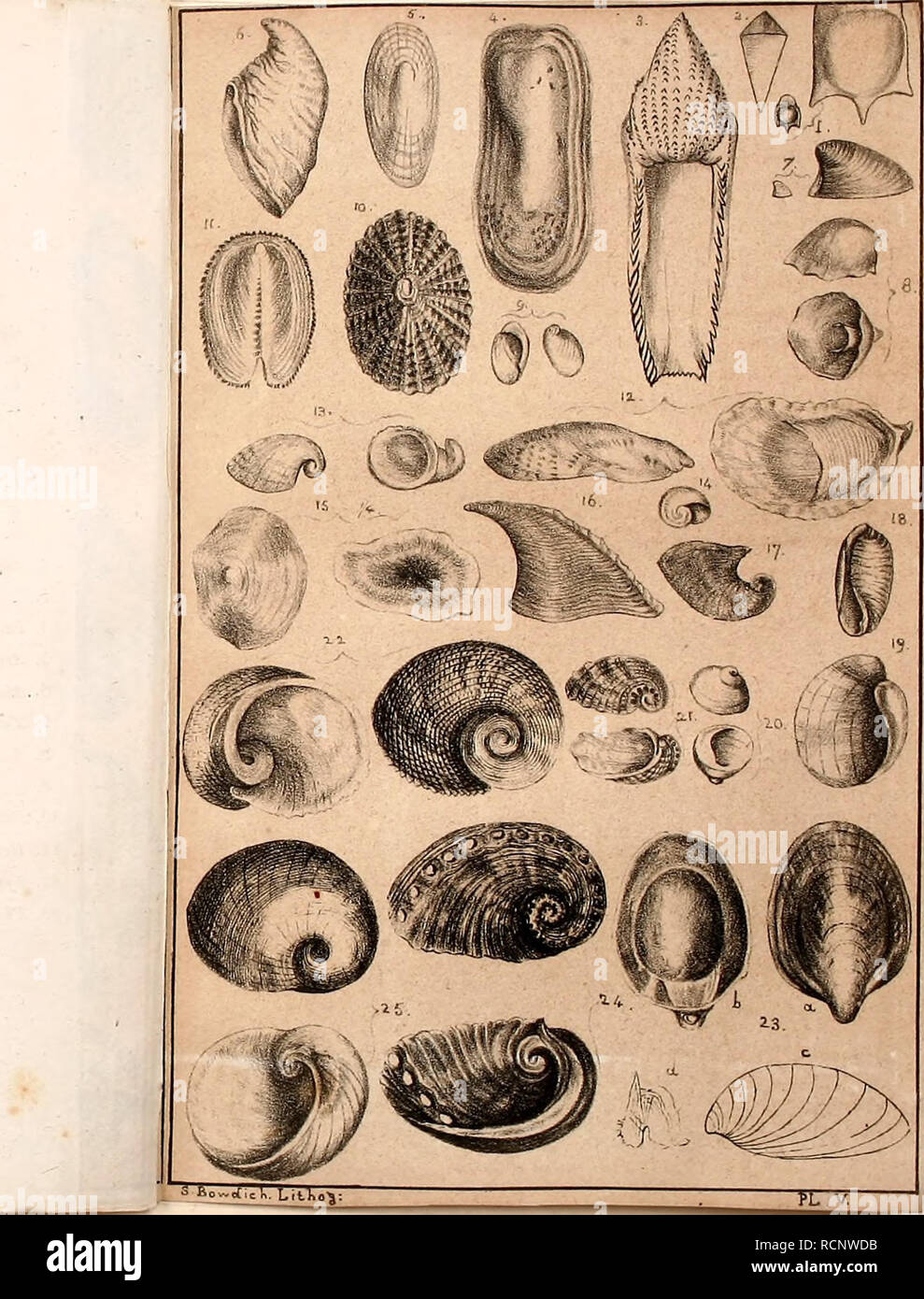 Elements Of Conchology Including The Fossil Genera And The Animals Mollusks Mollusks Fossil Plate V Hyalea Tricuspidata 2 Cleodora Pyramidalh 3 Cymbulia Pwboscideaa 4 Parniaphora Elangata A 5 Patella