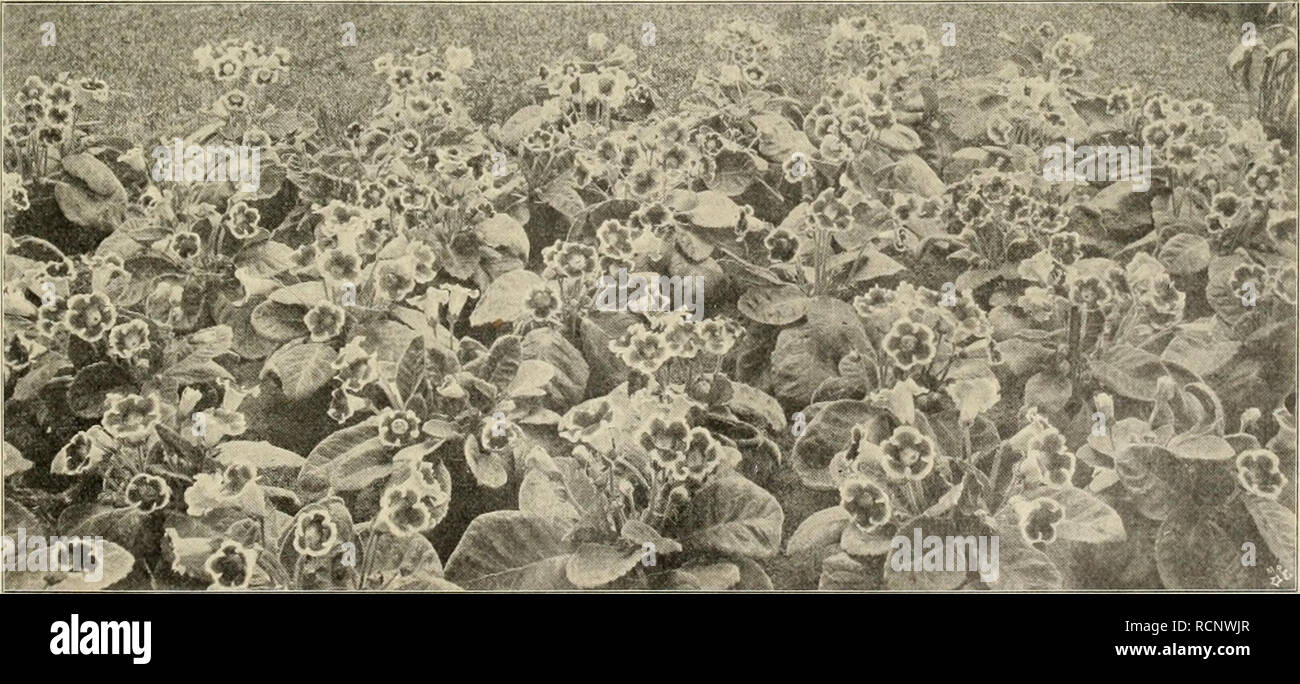 Gloxinia kaiser hi-res stock photography and images - Alamy, image size:1300x684