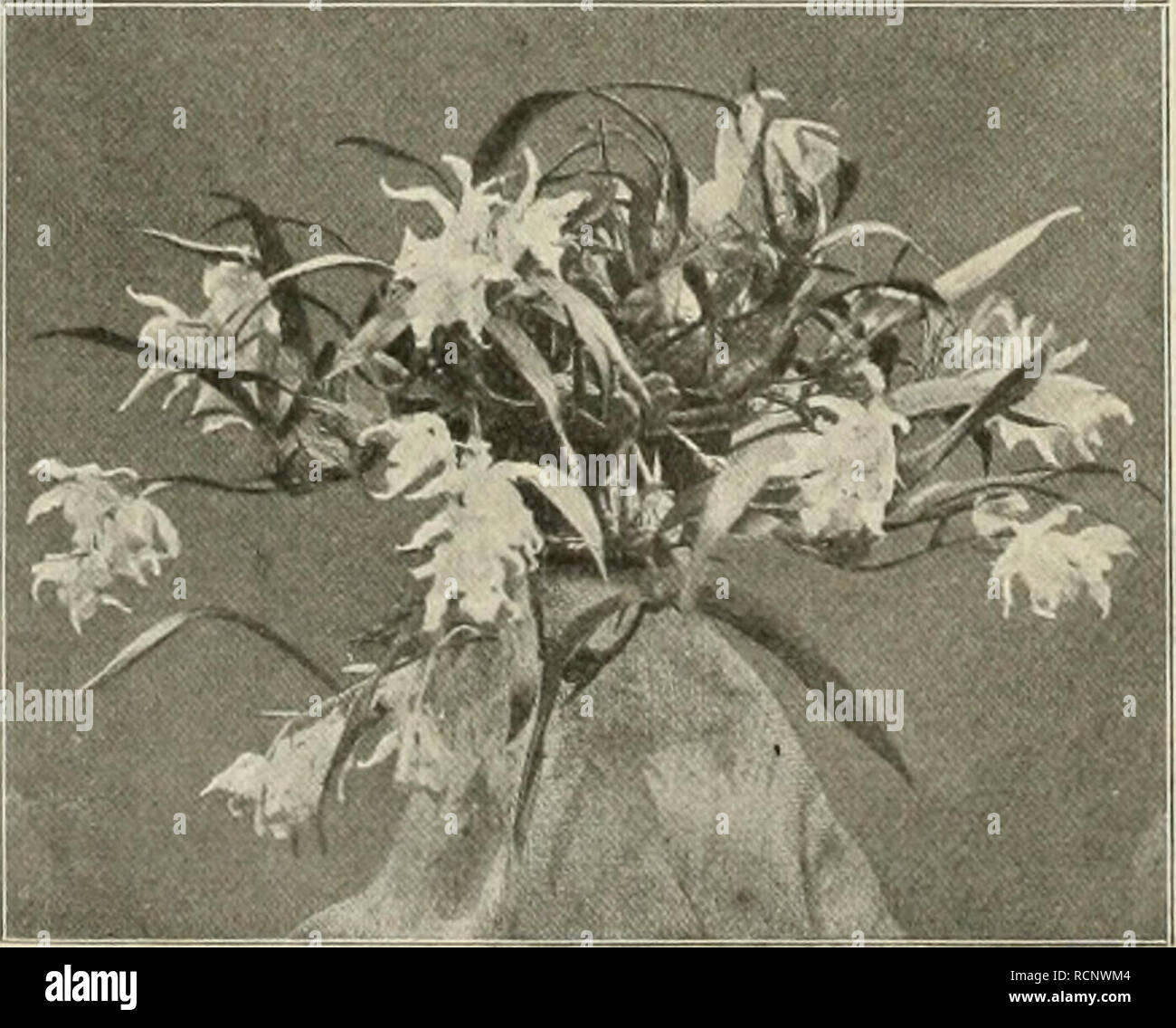 . Die Gartenwelt. Gardening. 380 Die Gartenwelt. V, 32 Orchideen. Coelogyne flaccida Ldl. (siehe mittelste Abbildung) wurde im Jahre 1833 aus Nepal eingefuhrt und stellt eine der reizendsten Typen der so dankbar blÃ¼henden Gattung Coelogyne dar. Sie ist nicht so prunkend wie ihre Verwandte C. cristala, ihre BlÃ¼ten sind bedeutend kleiner, sie hat aber vor dieser die so aufser ordentlich graziÃ¶sen BlÃ¼tentrauben voraus. Der BlÃ¼tenstiel verlÃ¤uft Zickzack fÃ¶rmig. Die einzelnen Blumen haben weifse Grundfarbe, die Lippe ist etwas rot gestreift und gelb getuscht. Der Duft der BlÃ¼ten ist kein an Stock Photo