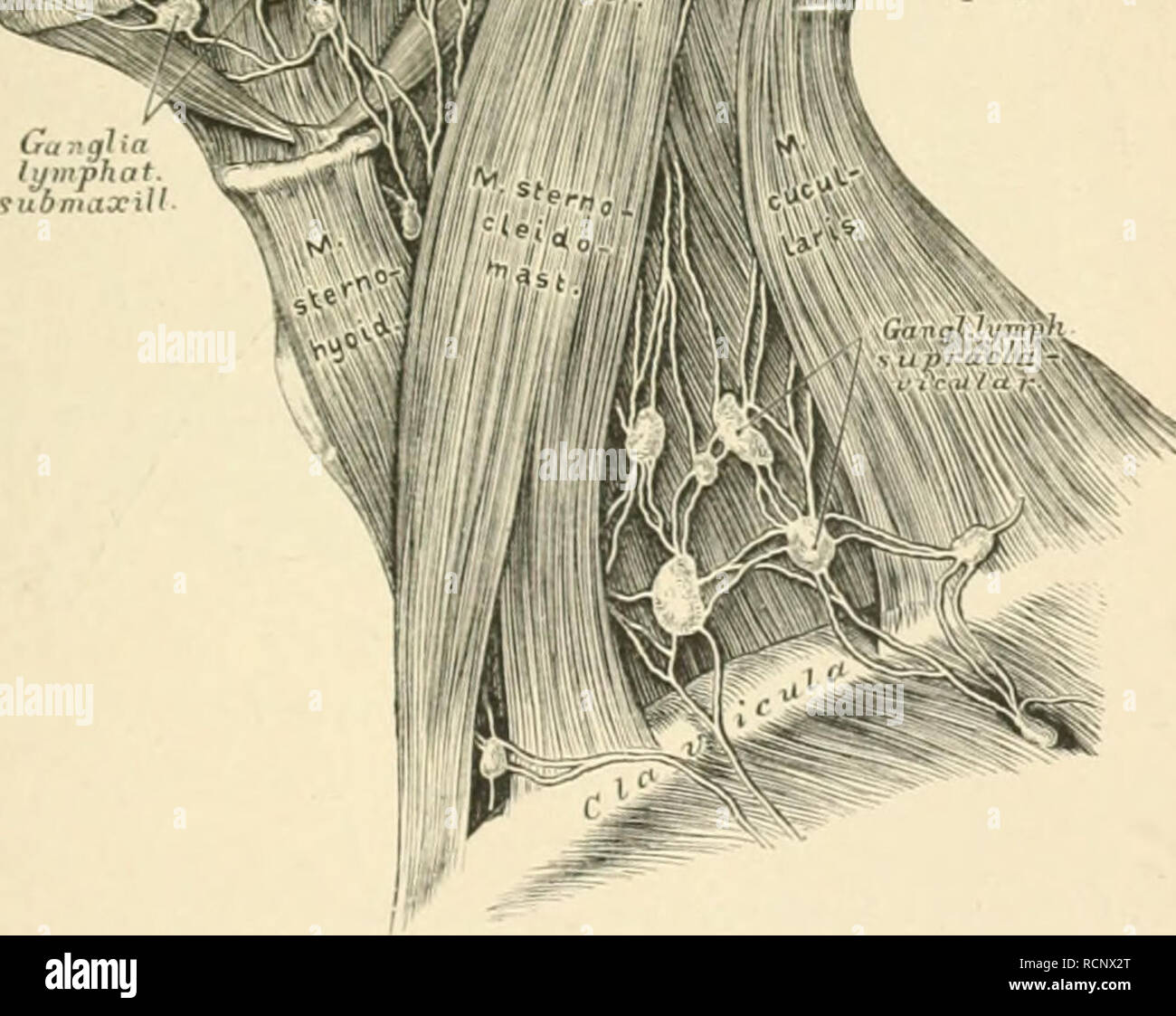 Dem lymphknoten ohr hinter
