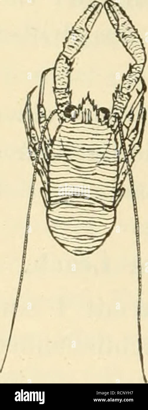 . Die Decapodenfauna der Adria : Versuch einer Monographie. Decapoda (Crustacea); Crustacea. 254 IT. Unterordnung: Decapoda-Reptantia Boas. 72. Galathea squamifera Leach. (Fig. 77). Leach 1815 (part.), Taf. 28, A, Fig. 1, 3—8 [nicht Fig. 2!]. *Grube 1861, p. 125. *Heller 1862, p. 446. *Lorenz 1863, p. 350. *HelIer 1863, p. 190, Taf. 6, Fig. 3. [Im Text der Tafelerklärung falsch (mit 4) numeriert!] *Stalio 1877, p. 650. *Stossich 1880, p. 28. *Carus 1885, p. 488. Bonnier 1888, p. 57, Taf. 12, Fig. 1—5. *Graeffe 1900, p. 68. *Car 1901, p. 84. *Pesta 1912, p. 109. *Pesta 1913, p. 407. *Pesta 1914 Stock Photo