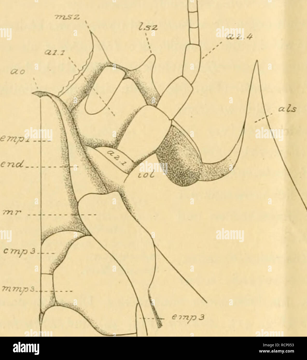 . Die Decapoda Brachyura der SibogaExpedition. Siboga Expedition