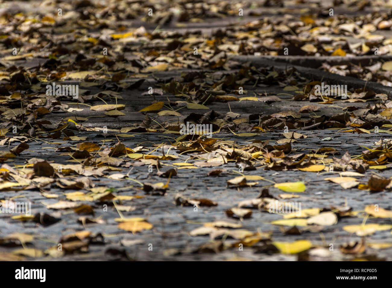 2019, january. Rio de Janeiro, Brazil. Dry yellow leaves on the floor. Stock Photo