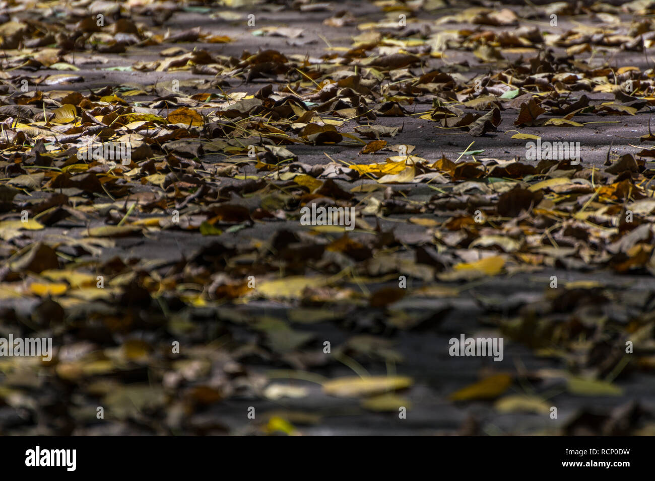 2019, january. Rio de Janeiro, Brazil. Dry yellow leaves on the floor. Stock Photo
