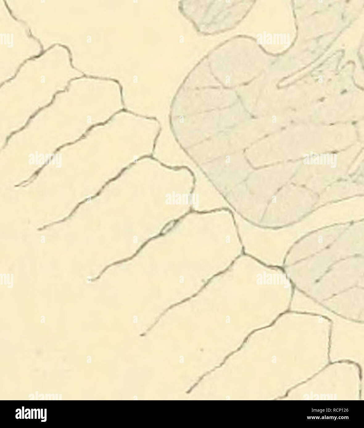 . Die gallen der pflanzen, ein lehrbuch für botaniker und entomologen. Galls (Botany). -^ Figur 97. Abnorme Vergrößerung und ab- norme Gestalt der Kerne, vielkernige Zel- len, a, Rindenzelle von Ädoxa mosehatellina nach In- fektion' durch Puccinia adoxae; der Kern ist von Hyphenfäden umklammert; s, Cellulosescheiden; 1 Leukoplasten, b, Kern aus der Epidermis einer Galle von Albugo Candida auf Capsella bursa pasians neben einem normalen Zellkern desselben Gewebes; c, Gelappte Kerne aus den Gallen der Uslilago viaydis auf Zea mays; d, Kern mit Kanalsystem aus der Galle des Synchytrium mercuriali Stock Photo