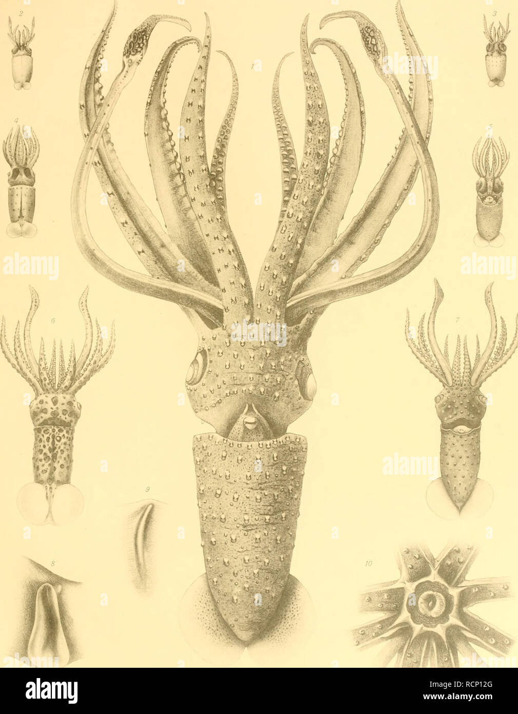 Die Cephalopoden Der Plankton Expedition Zugleich Eine