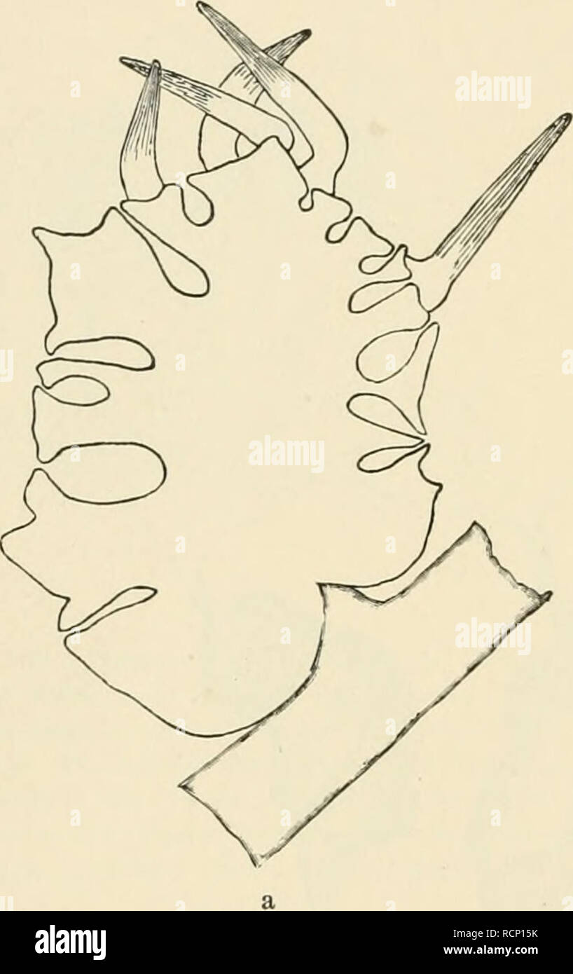 . Die gallen der pflanzen, ein lehrbuch für botaniker und entomologen. Galls (Botany). [56 Drittes Kapitel. Während bei den bisher erwähnten Gallen immer nur ein Organ der Wirtspflanze durch den Gallenerzeuger in Mitleidenschaft gezogen wird, konmien andere stets durch die gleichzeitige Infektion und Deformation zahlreicher benachbarter Organe zustande. Figur 73 veranschaulicht den Typus der Gallen, welche ver- schiedene Jdelges-Arten auf Abies hervorrufen — am bekanntesten ist die Galle der Adelges abietis auf Abies excelsa: die Nadeln schwellen an und bekommen in ihrem unteren Teil ringförmi Stock Photo