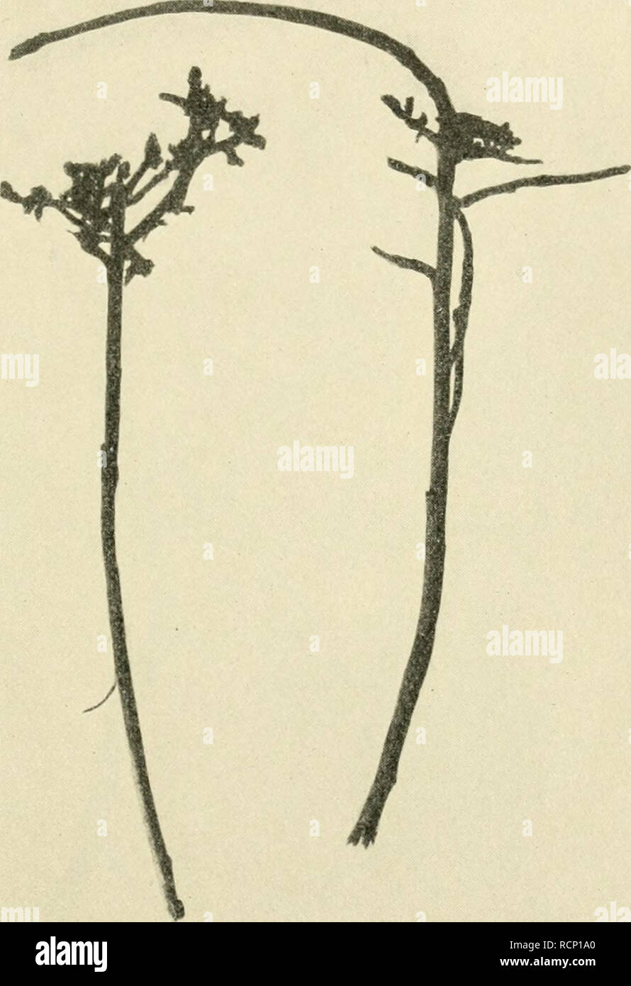 . Die gallen der pflanzen, ein lehrbuch für botaniker und entomologen. Galls (Botany). Morphologie der Gallen. 111 Hexenbesen ^) entstehen an Nadel- und Laubbäumen, an diko- tylen Sträuchern und Kräutern unter der Einwirkung- von Milben (Eriophyes Loe?vi auf Syringa, E. Pistaciae auf Pistacia Terehinthus [vgl. Fig-. 46], E. anthonomus auf Thesium intermedmm, E. Menthae auf Mentha piperita, E. cladopWiirus auf Solanum dulcamara, E. Schmardae auf verschiedenen Campamila -Arten, E. rudis an Betula. ^) Auszug' aus der Literatur: DE Bary, A., Über den Krebs und die Hexenbesen der Weißtanne (Abies p Stock Photo