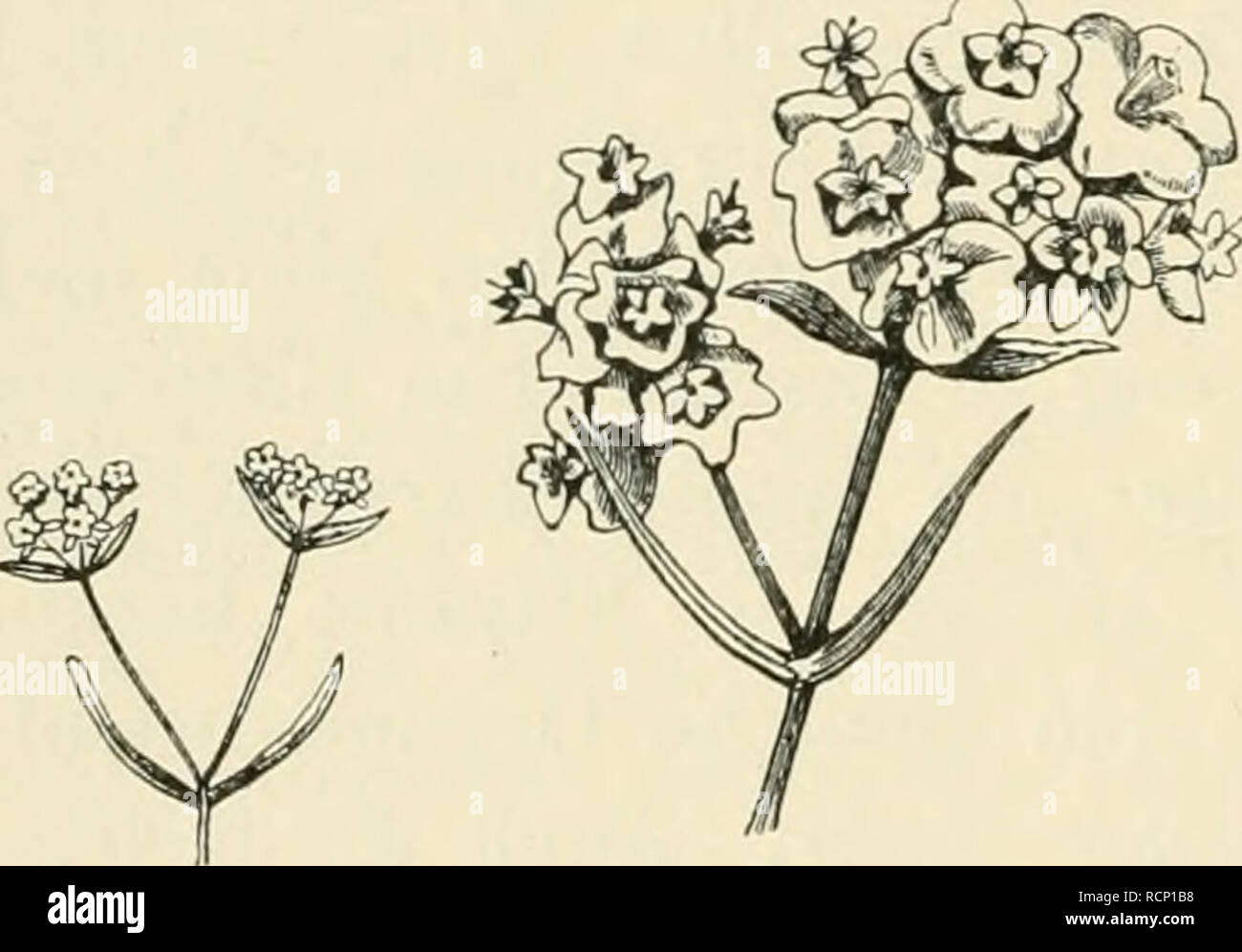 . Die gallen der pflanzen, ein lehrbuch für botaniker und entomologen