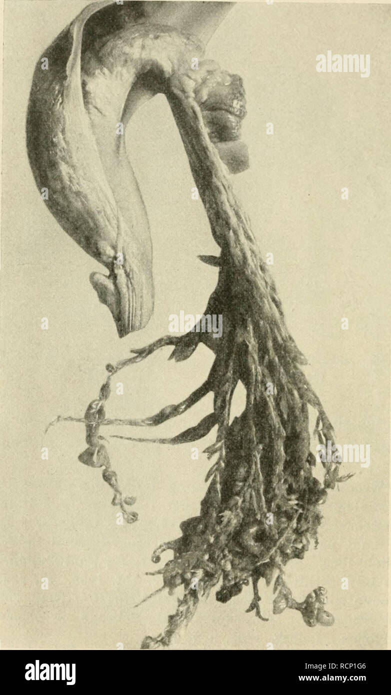 . Die gallen der pflanzen, ein lehrbuch für botaniker und entomologen. Galls (Botany). 56 Erstes Kapitel. besen, Taphrina coniu cervi fleischige Zapfen an Aspidium aristatum (Fig. 12), T. Tosquinetii Blattaiiftrcibungen an Alnus (Fig. 63), Exoascm alnitorquus fleischige Wucherungen an den Schuppen der Q Erlen- kätzchen , E. pruni die „Narrentaschen&quot; der Pflaumen usw. Nament- lich auf die Hexen- besen wird später (Kap. III) ausführ- lich zurückzukom- men sein. Von den primi- tiven Ascomyceten kommt als gallen- bildend die Gattung Proiomyces (Pr. nia- crosporus an Aegopo- dium podagraria u. Stock Photo