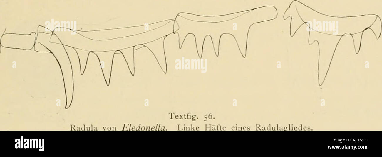 . Die Cephalopoden. Valdivia (Ship); Cephalopoda; Valdivia Expedition (1898-1899). Textfig. 55. Eledonella pygmaea. a Oberkiefer, b Unterkiefer. (Seilen- ansicht.) Kadula von Eledonella. Die Kiefer des mir vorliegenden Tieres sind in Textfigur 55 dargestellt; am Schneiderande des Unterkiefers ist eine ähnliche Struktur wahrnehmbar wie bei A/iip/iifirfiis. Die Kiefer sind auf- fallend weich, in der Mitte mit einer wenig vortretenden Spitze. Die Breite der Radula ist schon makroskopisch sehr auffällig (Textfig. 54). Die Ba.sis der Mittelplatte (Textfig. 56) ist breit, vorn schwach konka&quot;,  Stock Photo