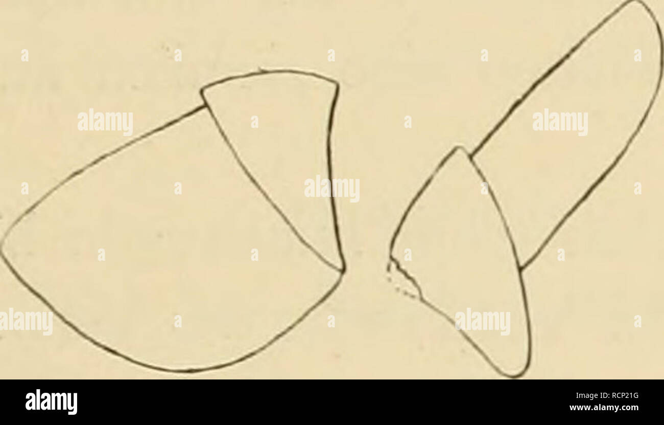 . Die Cephalopoden. Valdivia (Ship); Cephalopoda; Valdivia Expedition (1898-1899). Texlfig. 54. Schlundkopf von Eledonella nach Ab- lösung der Kiefer.. Textfig. 55. Eledonella pygmaea. a Oberkiefer, b Unterkiefer. (Seilen- ansicht.) Kadula von Eledonella. Die Kiefer des mir vorliegenden Tieres sind in Textfigur 55 dargestellt; am Schneiderande des Unterkiefers ist eine ähnliche Struktur wahrnehmbar wie bei A/iip/iifirfiis. Die Kiefer sind auf- fallend weich, in der Mitte mit einer wenig vortretenden Spitze. Die Breite der Radula ist schon makroskopisch sehr auffällig (Textfig. 54). Die Ba.sis  Stock Photo