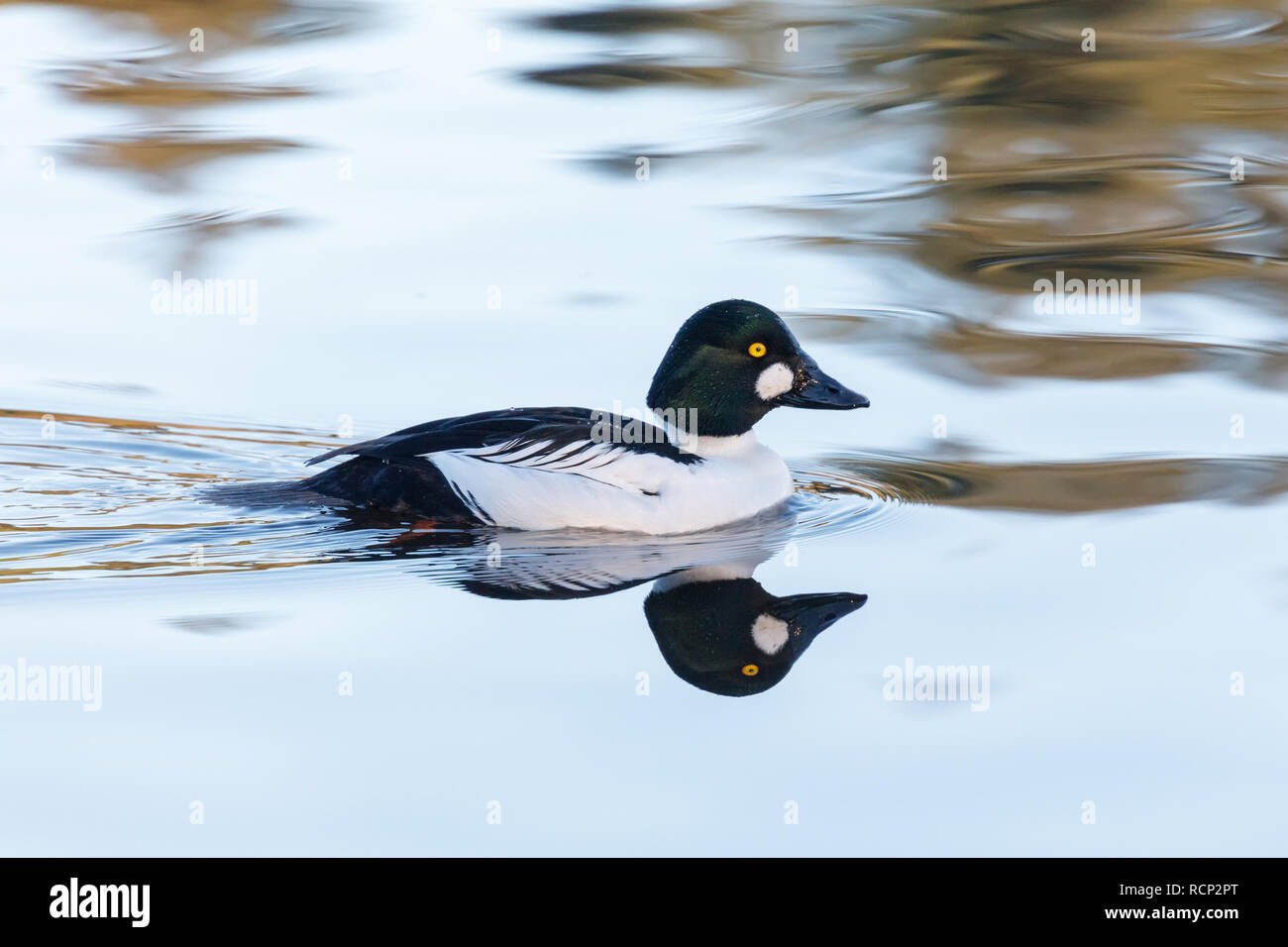 Common goldeneye duck  in Vancouver BC Canada. Stock Photo