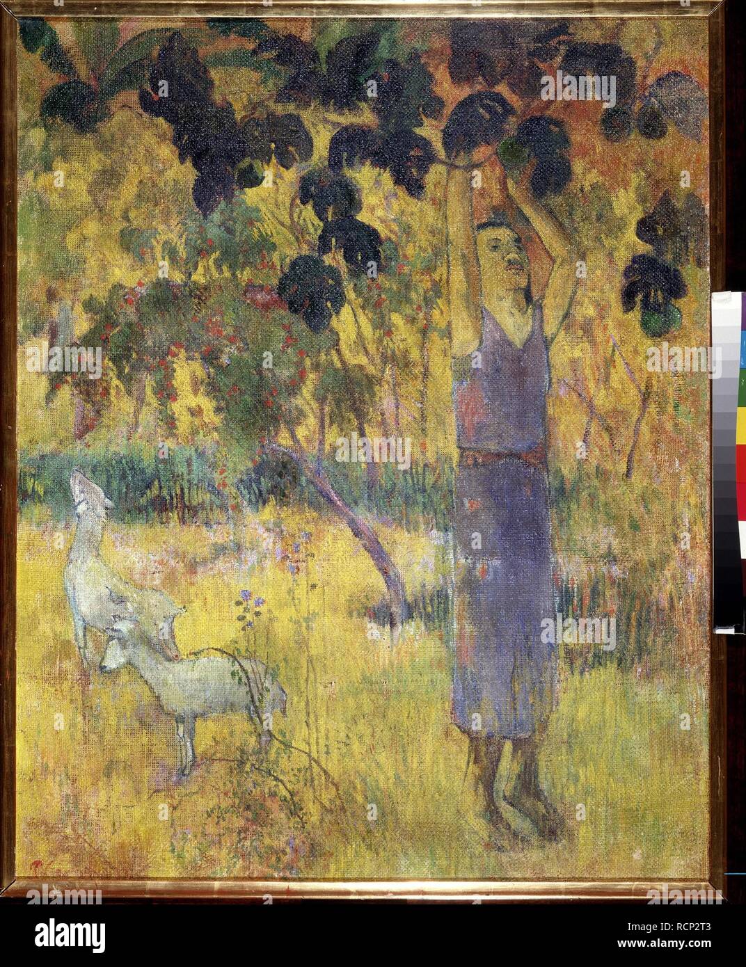 Man Picking Fruit from a Tree. Museum: State Hermitage, St. Petersburg. Author: Gauguin, Paul Eugéne Henri. Stock Photo