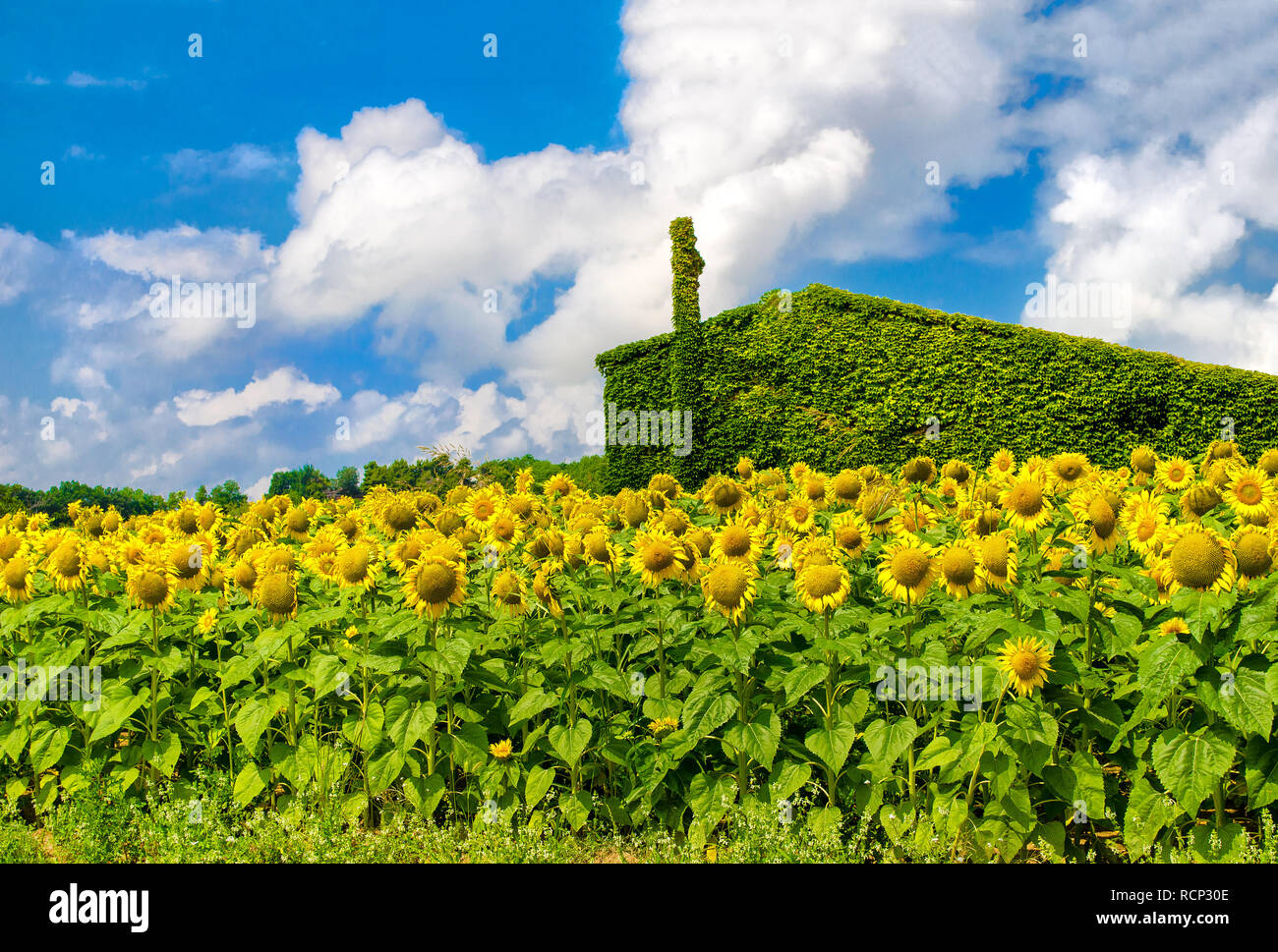 green house sunflowers sustainable housing background Stock Photo