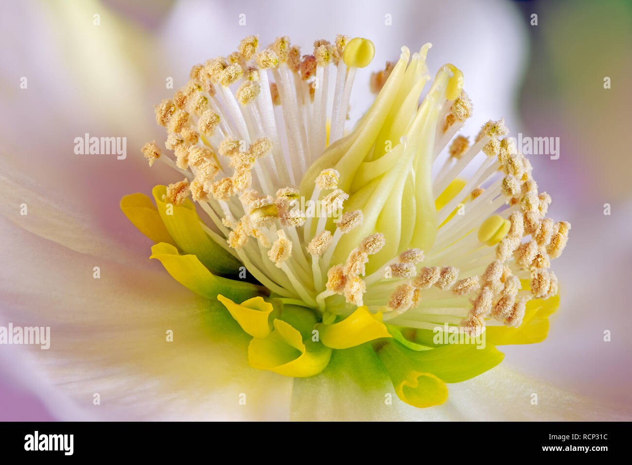 Focus stacked macro of a christmas rose flower blossom Stock Photo