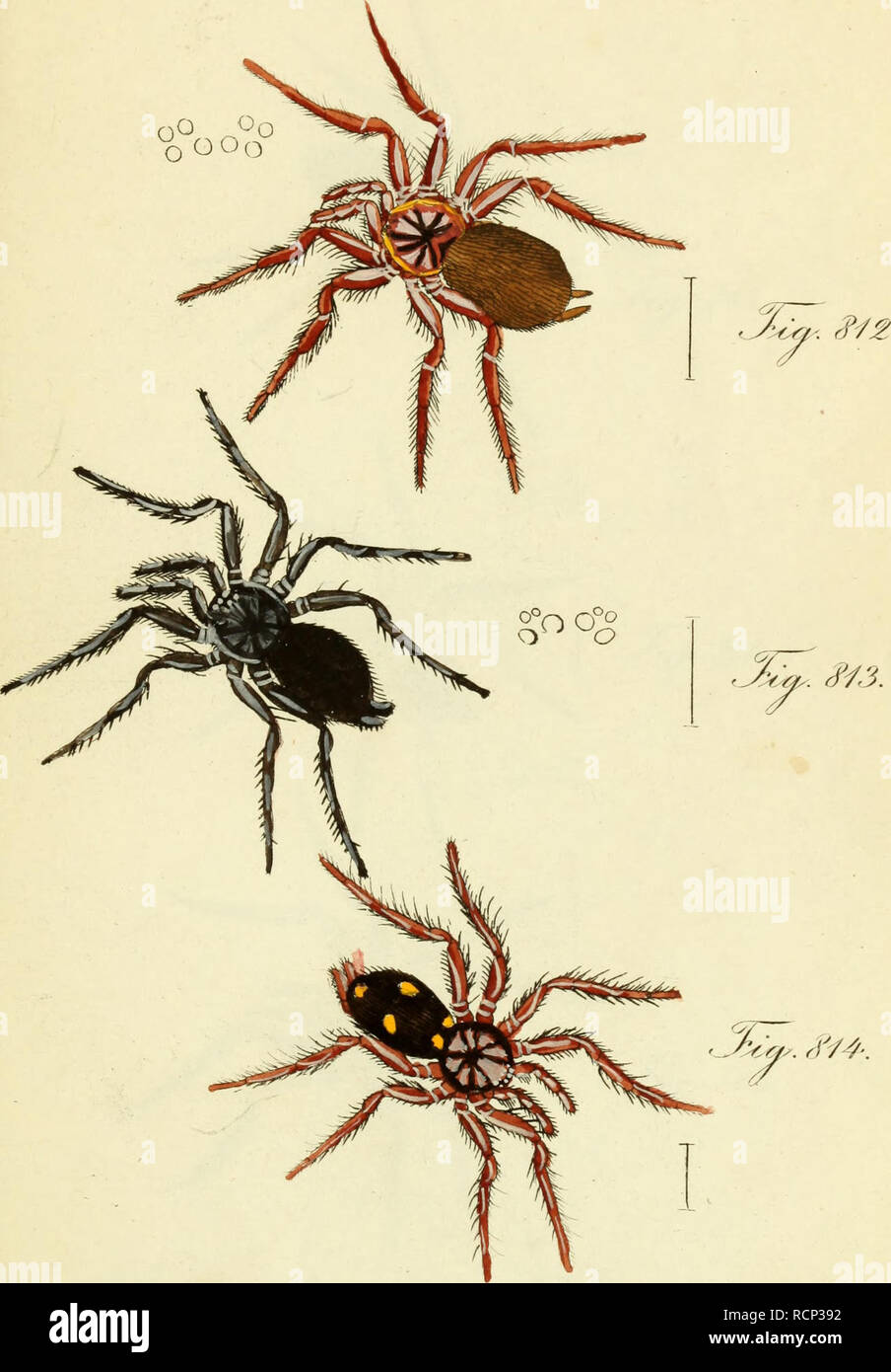 Die Arachniden Getreu Nach Der Natur Abgebildet Und Beschrieben Arachnida Qooo Amp 4 A Cccjjjx Gt M2 Amp R A C Uw M Wa S J Z Fa S Y S R J Y Rap 7 Die Arachniden Getreu Nach Der Natur Abgebildet Und Beschrieben Arachnida Qooo Amp 4 A Cccjjjx Gt M2 Amp R A C Uw M Wa S J Z Fa S Y S R J Y Rap 7