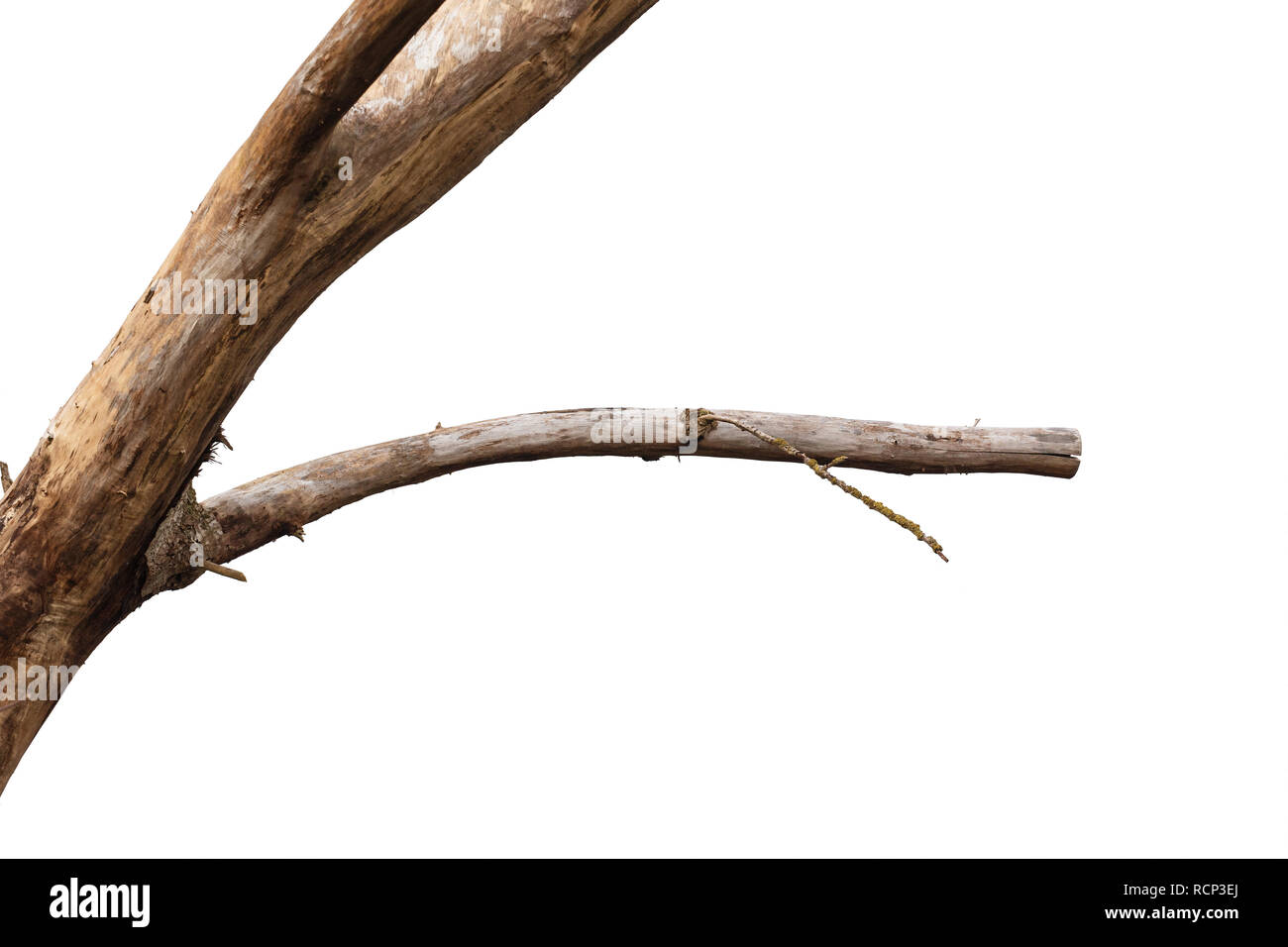 Dry tree branch isolated on white background. Stock Photo