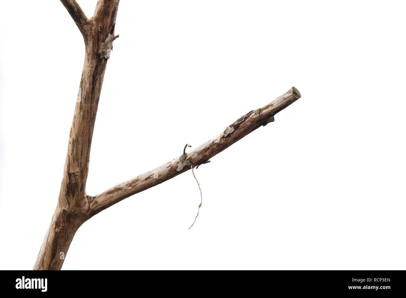 Dry tree branch isolated on white background. Stock Photo